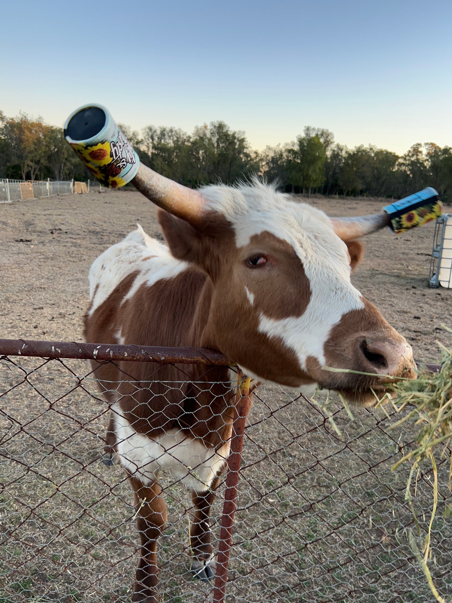 Sunset Sunflower Stubby Cooler