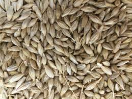 Barley 20kg
