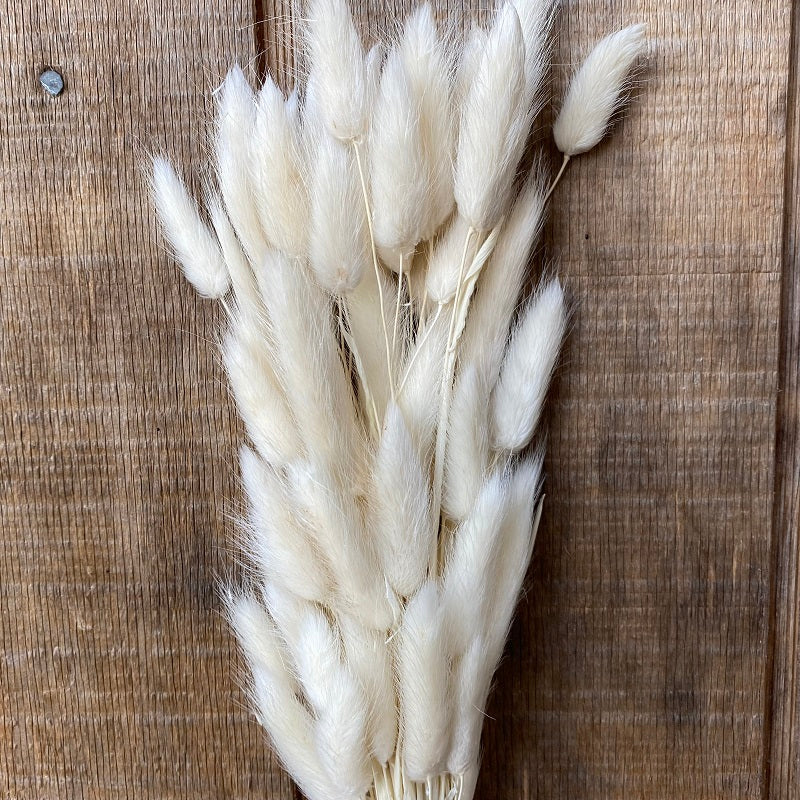 Bunny Tail – Bleached PRESERVED