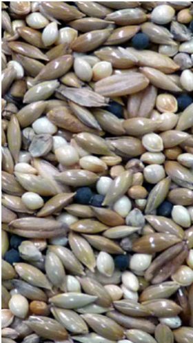 Canary Mix - Avigrain - 1kg