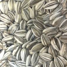 Grey striped sunflowers 500g