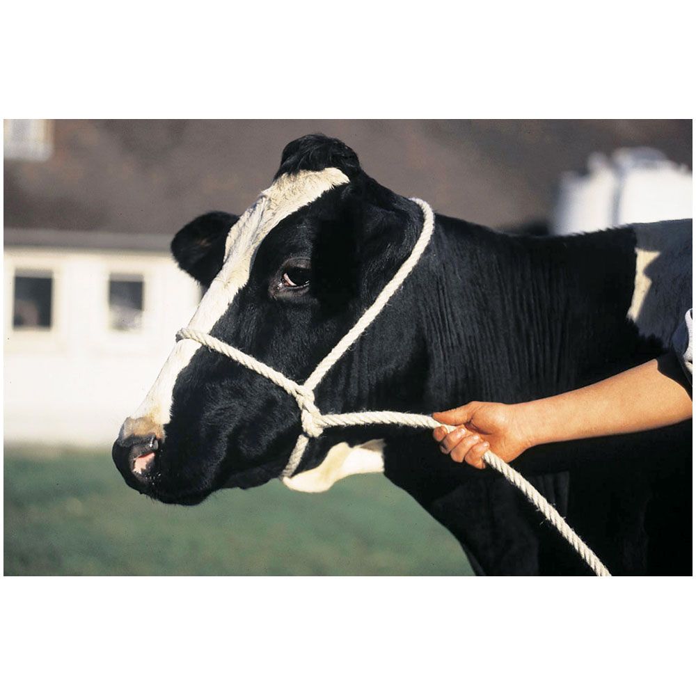 Halter Poly Rope Cow Green
