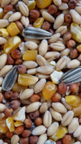 AviGrain Mixed Grain (10%) 20 kg