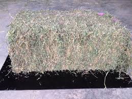 “Not quite prime” Lucerne Hay - Small Square