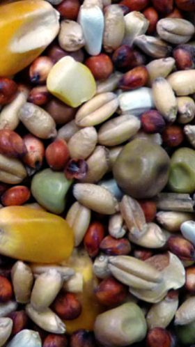 Pigeon Stock Mix - Avigrain - 1kg