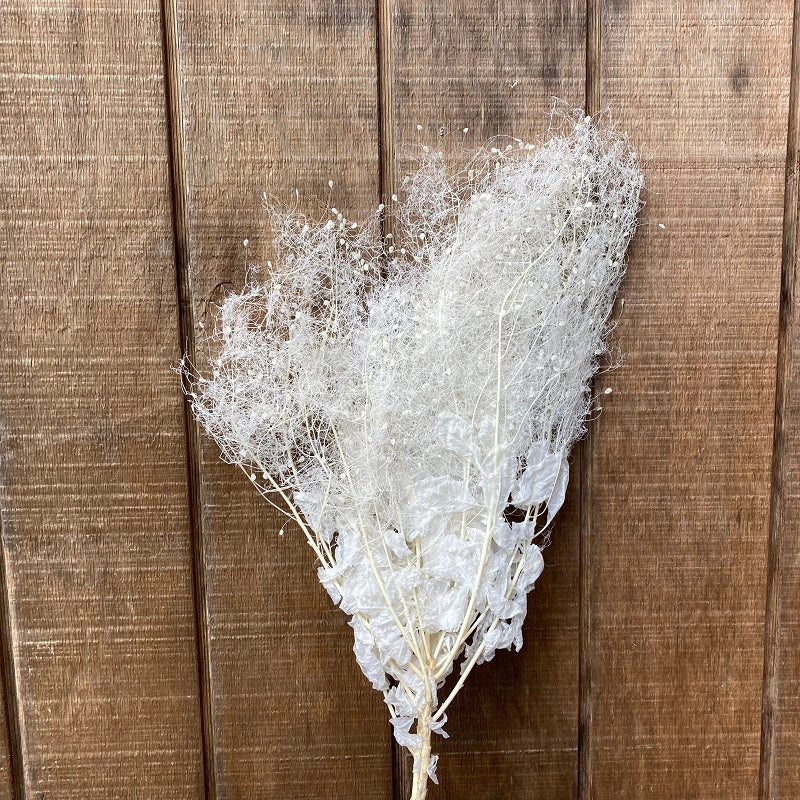 Smoke Bush – Bleached PRESERVED