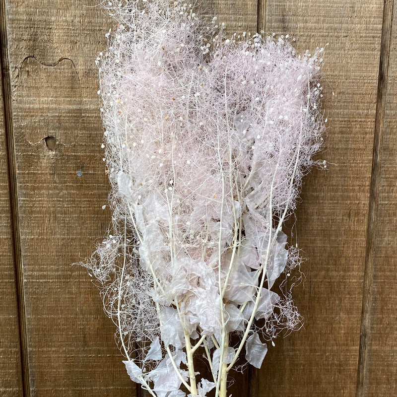 Smoke Bush – Light Pink PRESERVED