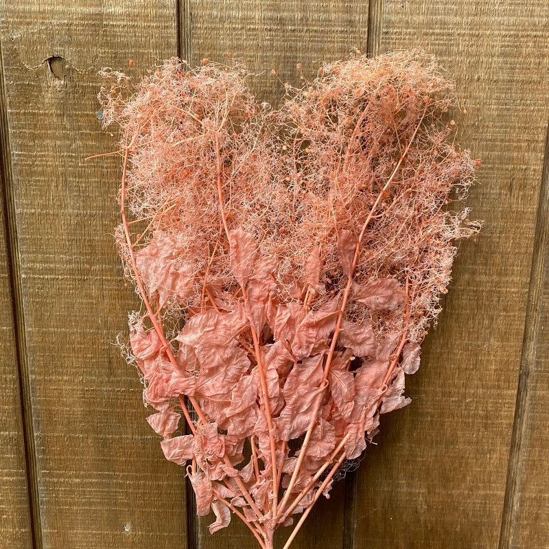 Smoke Bush – Pink PRESERVED