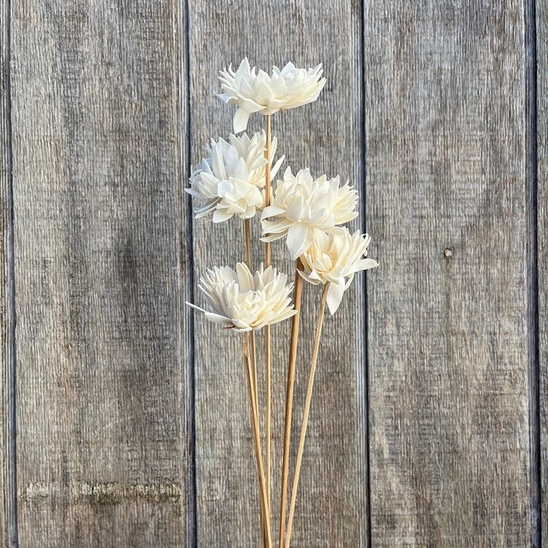 Sola – Sunflower PRESERVED