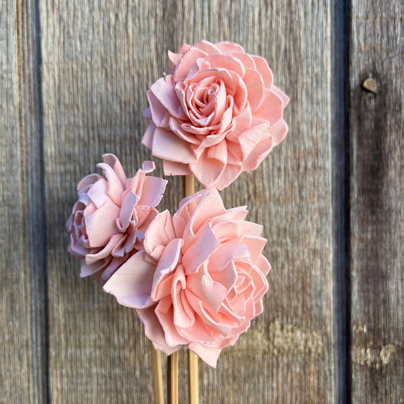 Sola – Daliya – Light Pink PRESERVED