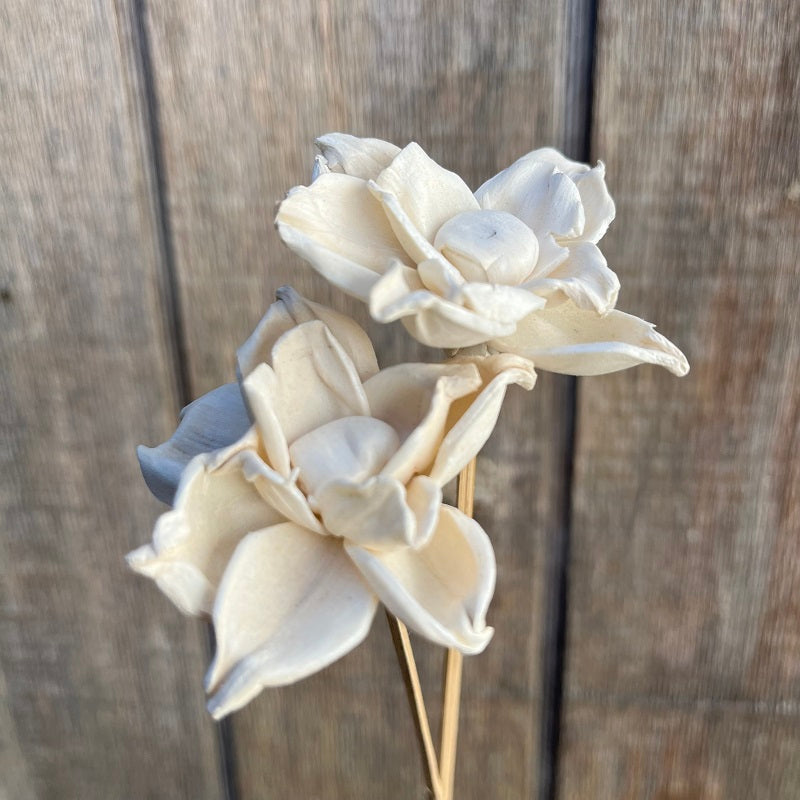 Sola – Gardenia PRESERVED