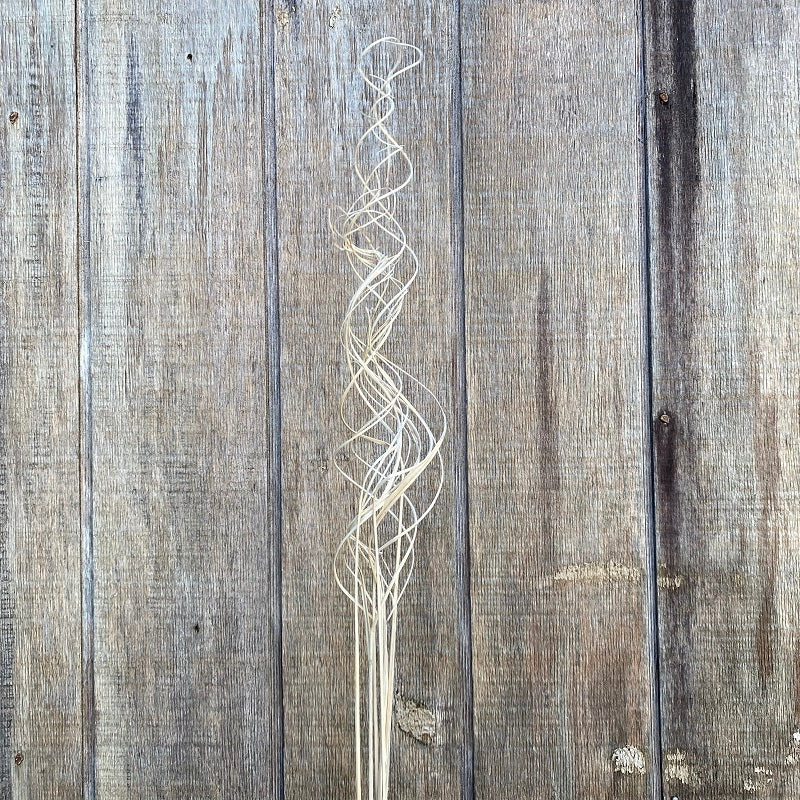 Spiral Buri – Bleached PRESERVED