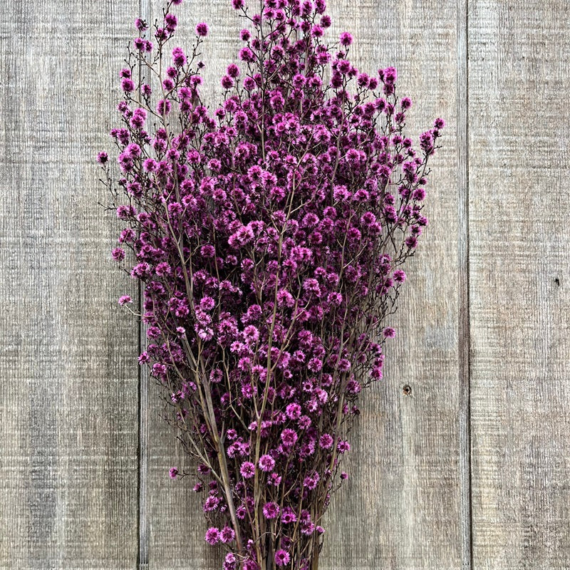 Stirlingia – Light Pink PRESERVED