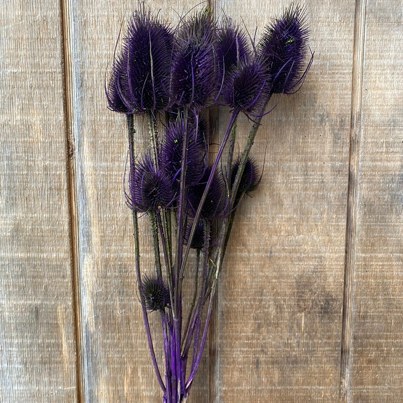 Teasels – Purple – Multi Head PRESERVED