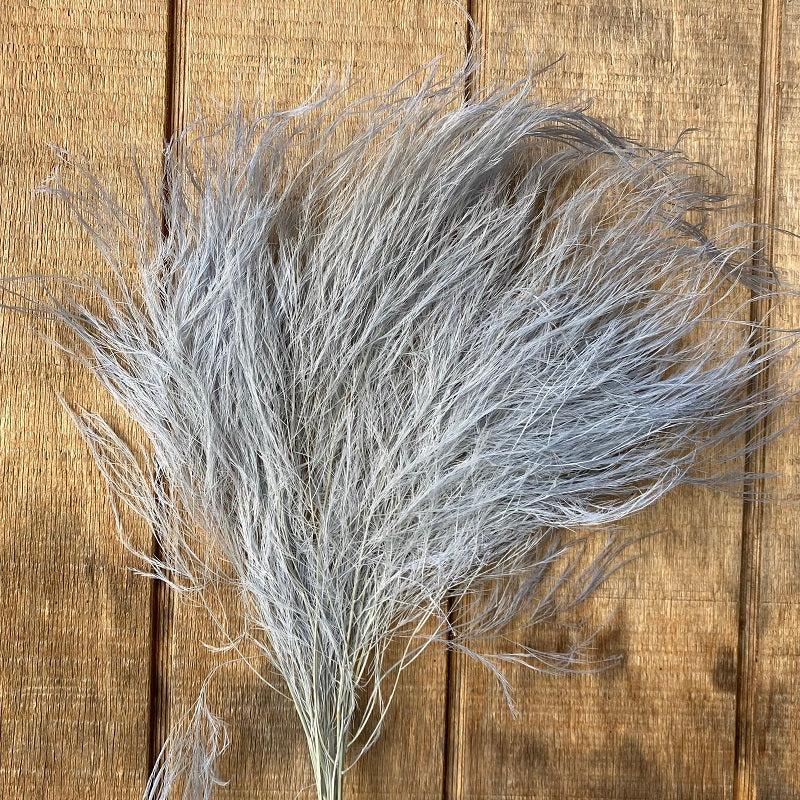 Tiki Fern – Blue PRESERVED