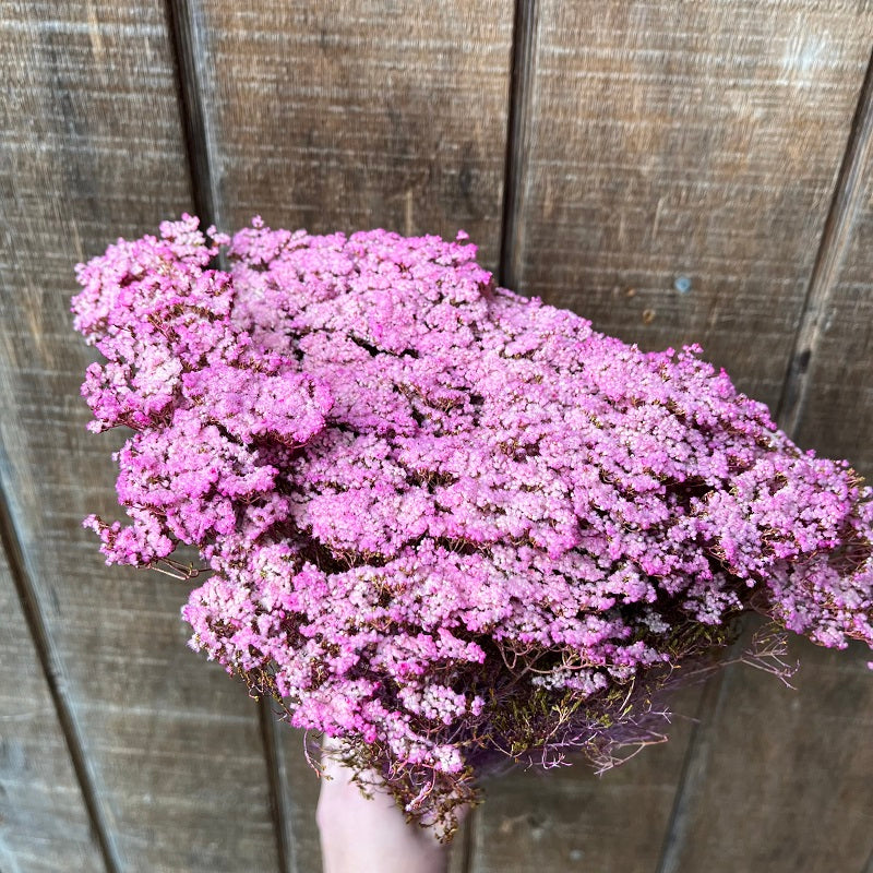 Verticordia Eriocephala – Pink PRESERVED