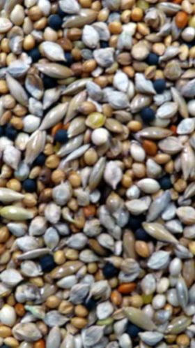 Finch Mix - Avigrain - 20Kg