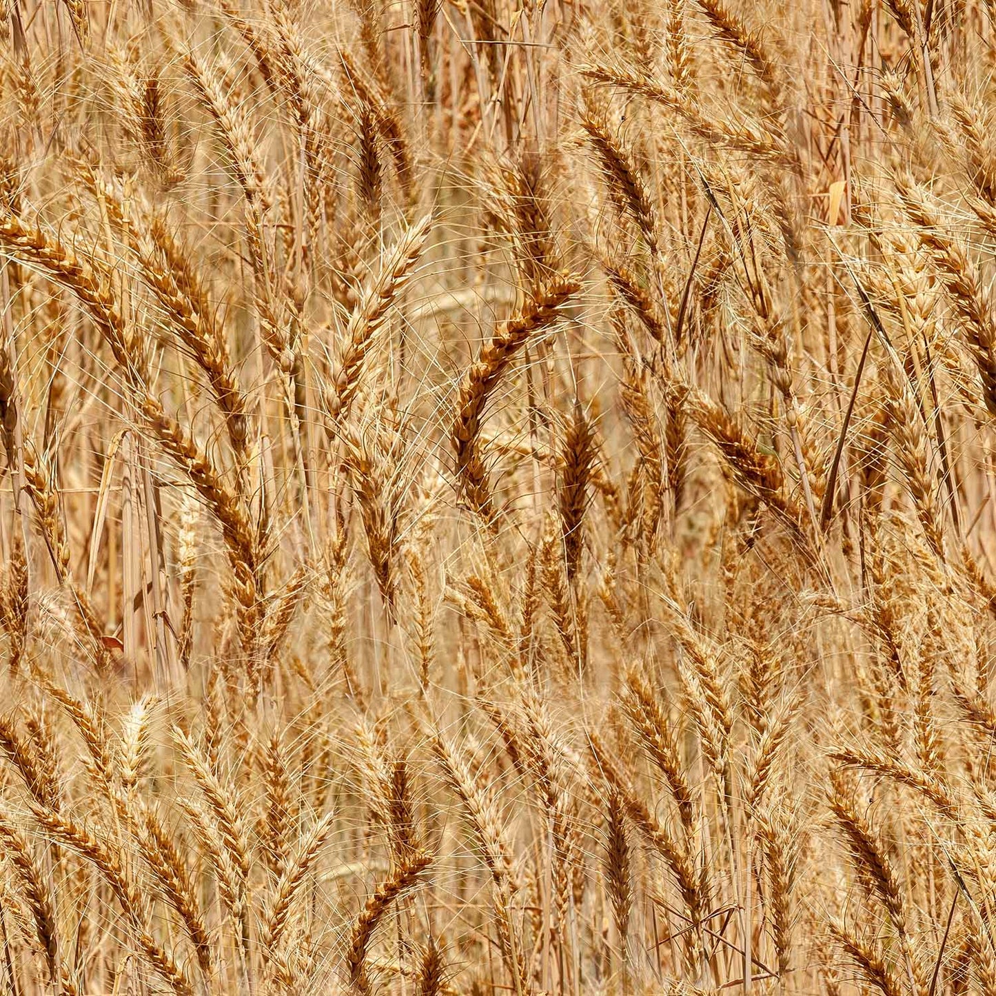 Farmers Paradise - Wheat- Fat Quarter