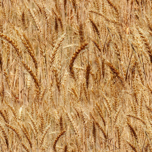 Farmers Paradise - Wheat- Fat Quarter