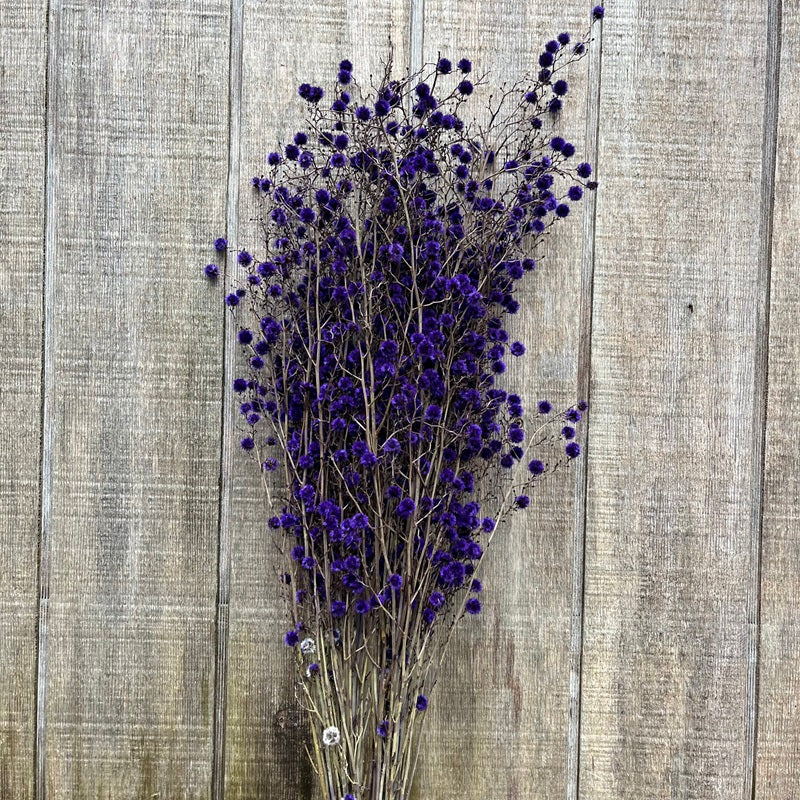 Stirlingia – Purple PRESERVED